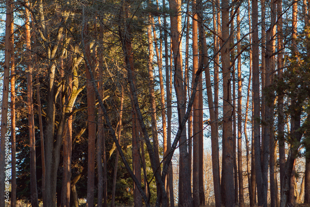 Trees stand in rows in the park Trees stand in rows in the park