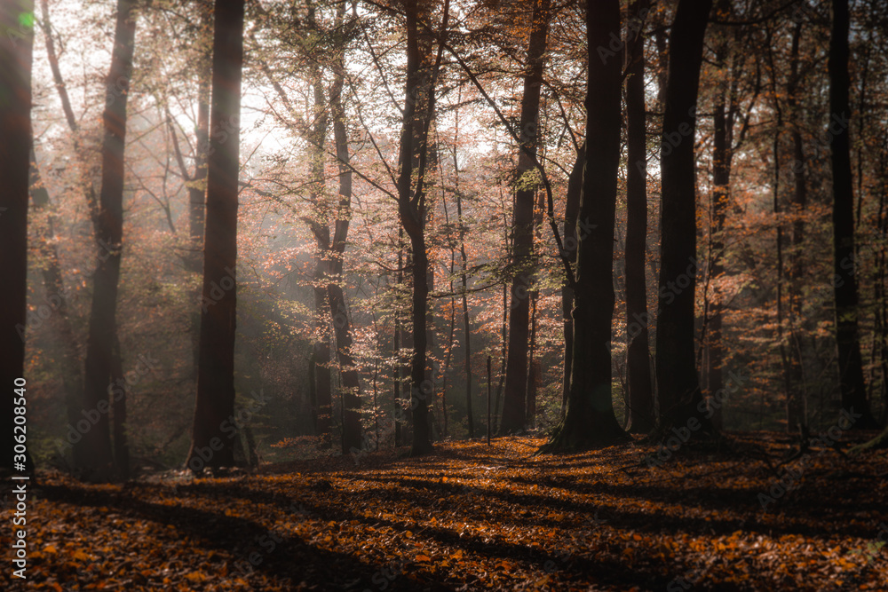 Wald Wald