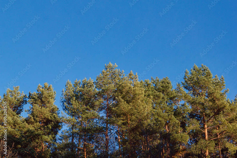 Spruce trees against the blue sky in winter