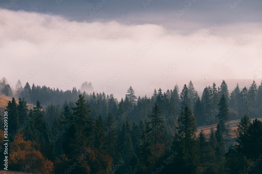 Forest trees on the mountain hills in front of foggy valley at beautiful autumn sunrise. Carpathian mountains. Ukraine.