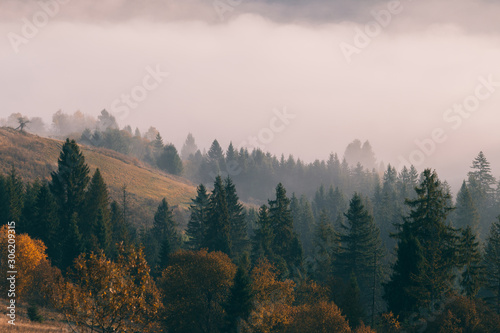 Forest trees on the mountain hills in front of foggy valley at beautiful autumn sunrise. Carpathian mountains. Ukraine.