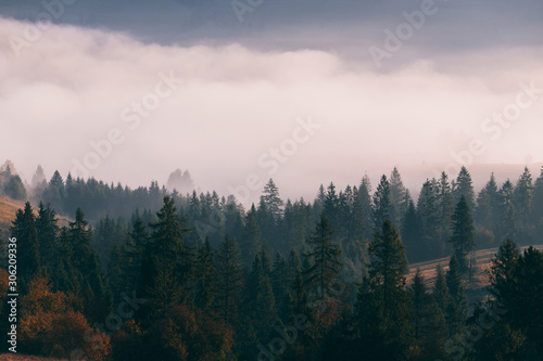 Forest trees on the mountain hills in front of foggy valley at beautiful autumn sunrise. Carpathian mountains. Ukraine. © stone36