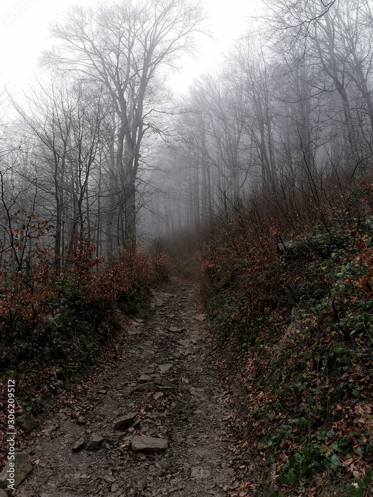 Upslope trail leading to Połonina Wetlińska, Bieszczady Mountains, Poland