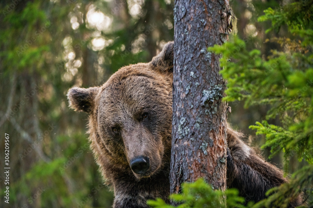 Fototapeta premium Adult Male of Brown bear in the forest. Close up portrait. Scientific name: Ursus arctos. Natural habitat.