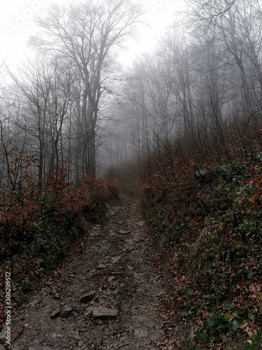 Obraz na płótnie Upslope trail leading to Połonina Wetlińska, Bieszczady Mountains, Poland w salonie