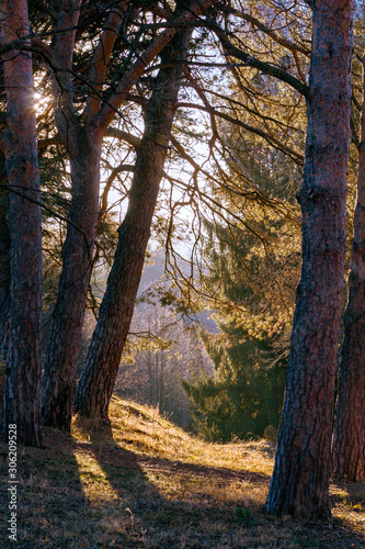 A row of trees on a hill against the backdrop of mountains and the setting sun