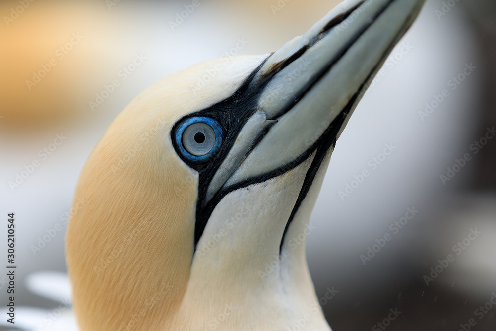 Portrait of a gannet. Northern gannet birds colony, Bass Rock island, Scotland. UK