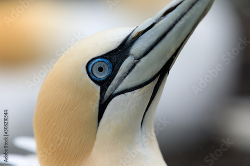 Foto Portrait of a gannet