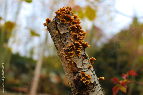 Scabby layered mushroom on tree trunk photo