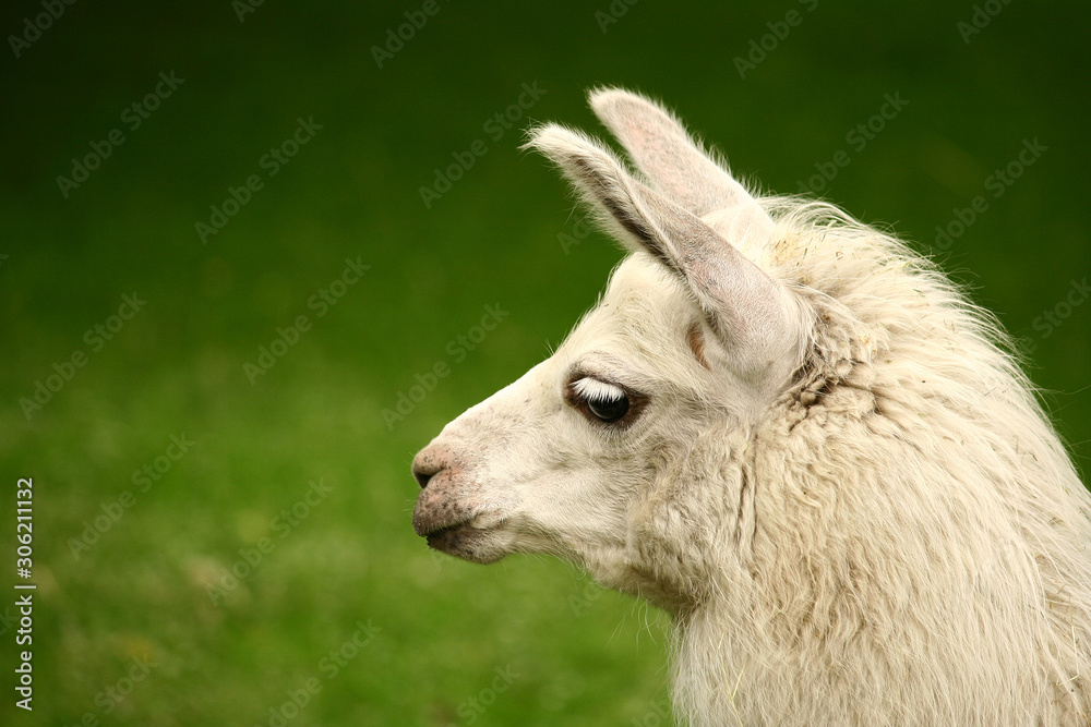 White, sad furry lama glama with long eyelashes on a fresh green summer grass. Close up portrait from zoo