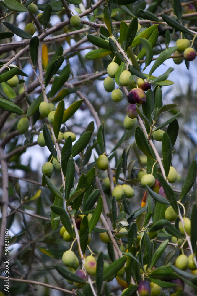 olives ready for harvest in italy