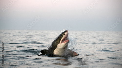 Photo Great white shark with open mouth on the surface out of the water