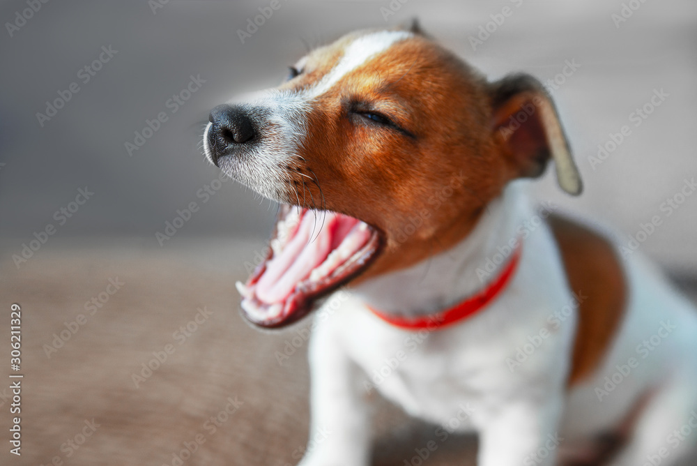 little puppy yawns while sitting on the floor. Focus on the nose. little puppy yawns while sitting on the floor. Focus on the nose.