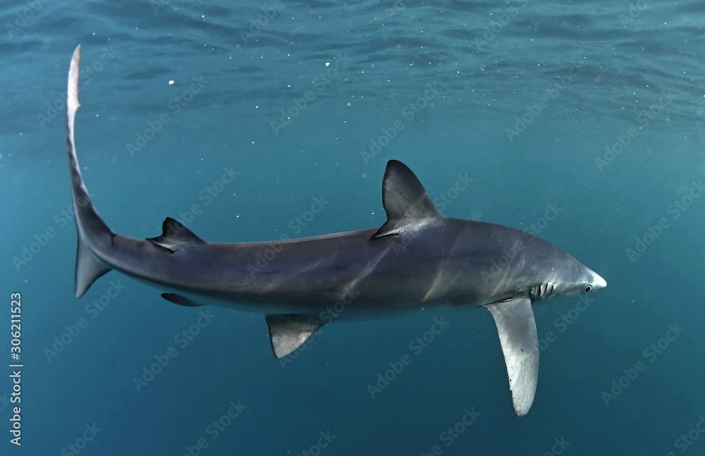 Naklejka premium Blue shark swimming in the blue. Scientific name: Prionace glauca. Natural habitat. South Africa.