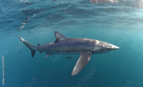 Blue shark swimming in the blue. Scientific name: Prionace glauca.  Natural habitat. South Africa. © Uryadnikov Sergey