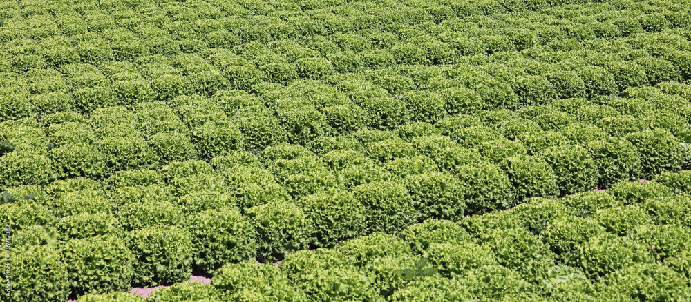 heads of lettuce in a large field heads of lettuce in a large field