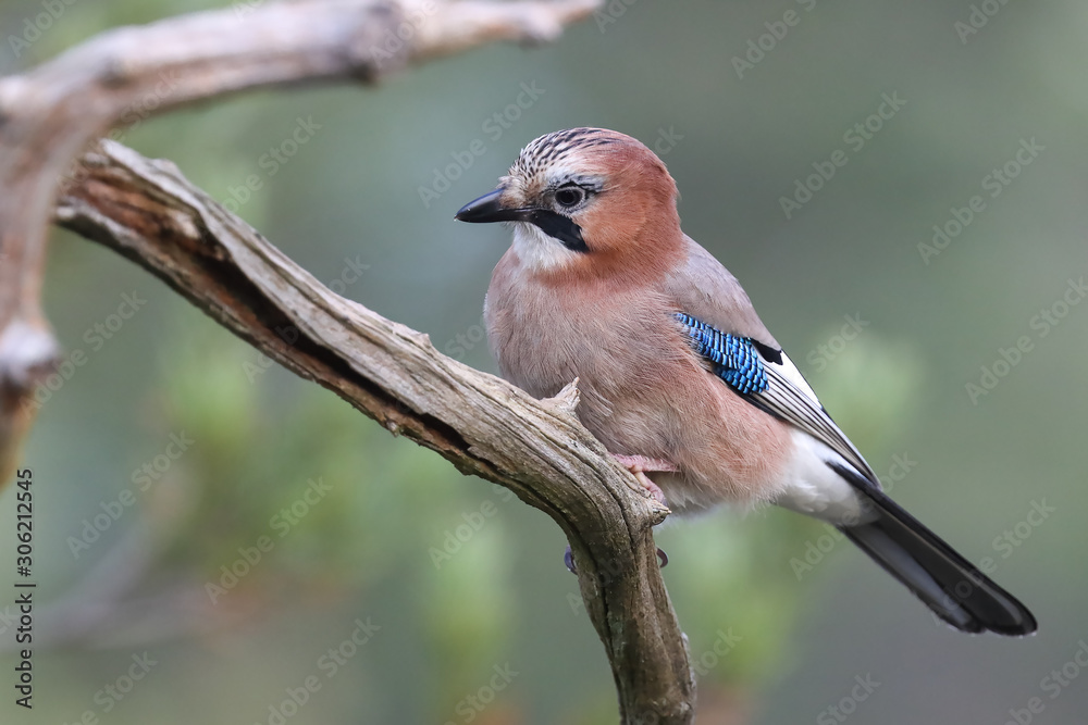 Eurasian jay Eurasian jay