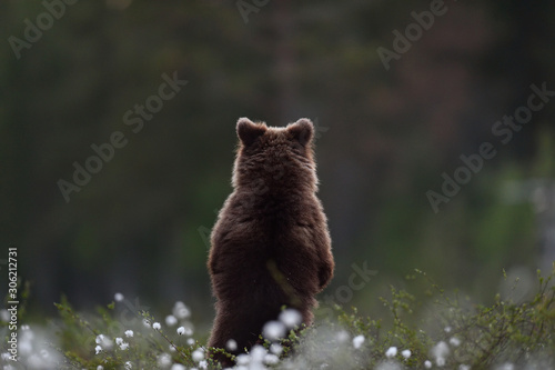 Murais de parede brown bear cub standing with its back