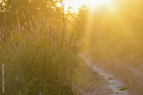 Footpath through tall grass in golden afternoon light. photo