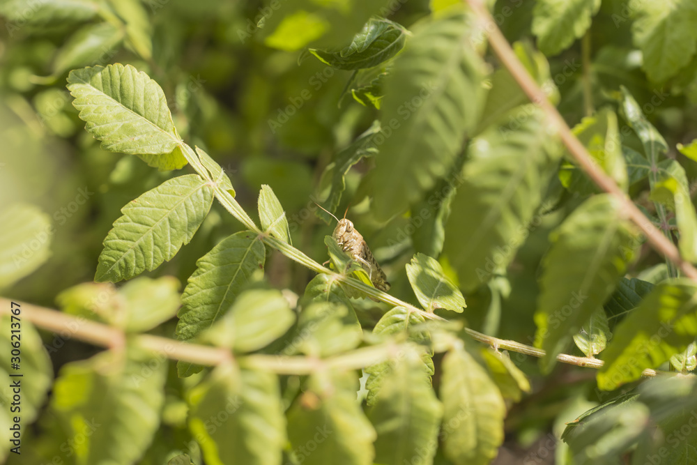 Grasshopper in a green branch of a tree Grasshopper in a green branch of a tree