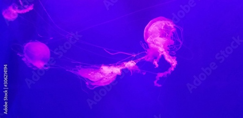 jellyfish in water