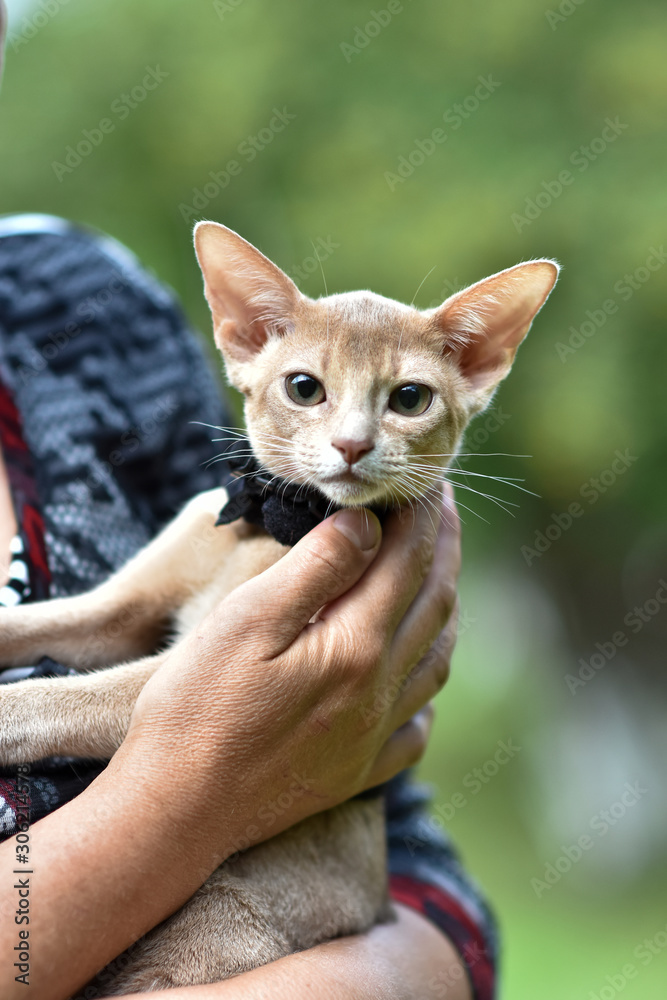 A young Abyssinian cat, fawn is sitting in the hands of the hostess.
