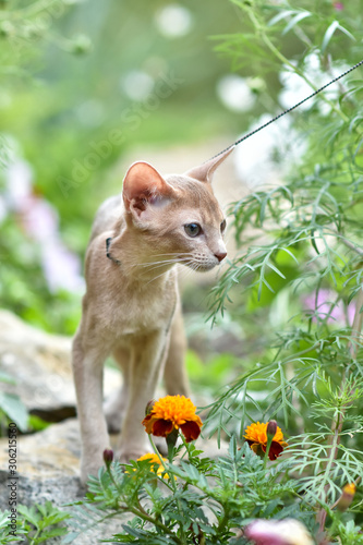 Young Abyssinian cat color Faun with a leash walking around the yard. Pets walking outdoors  adventures n the Park.