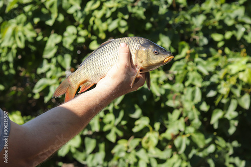 Fototapeta Naklejka Na Ścianę i Meble -  River carp in a hand close-up on a background of a bush. To fish. Fish catch