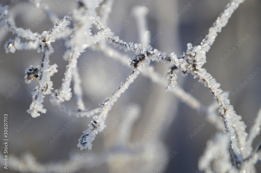 Frosty morning in the village. Grasses, trees, houses, the ground is all covered with snow and hoarfrost Frosty morning in the village. Grasses, trees, houses, the ground is all covered with snow and hoarfrost