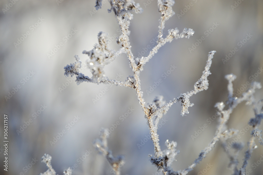 Frosty morning in the village. Grasses, trees, houses, the ground is all covered with snow and hoarfrost Frosty morning in the village. Grasses, trees, houses, the ground is all covered with snow and hoarfrost