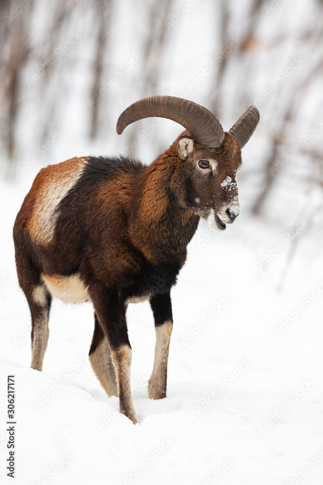 Male mouflon, ovis musimon, walking and chewing in winter forest covered in snow. Wild animal searching for food in chilly conditions. Vertical close-up of ruminant.