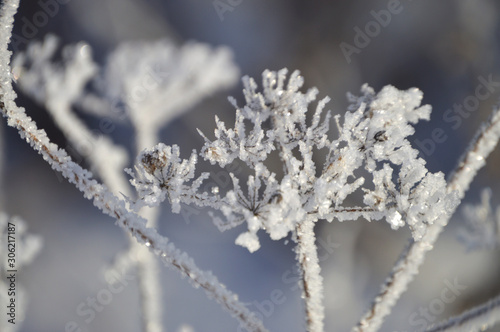 Frosty morning in the village. Grasses, trees, houses, the ground is all covered with snow and hoarfrost © Ti.Merk