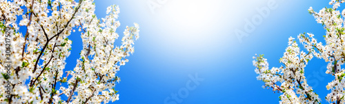 Spring background with cherry flowers on blue sky background with sunlight. Panorama_