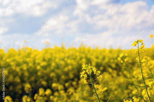 Yellow rapeseed flowers on sky background in defocus_