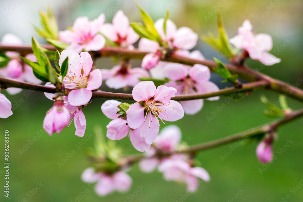 Peach branch with pink flowers on blurred green background_ Peach branch with pink flowers on blurred green background_