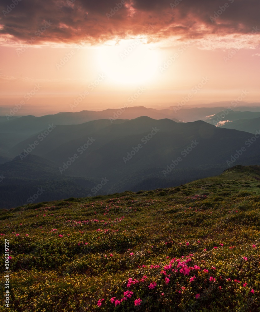  summer sunrise floral image, picturesque morning dawn, pink blooming flowers on the hill of mountains