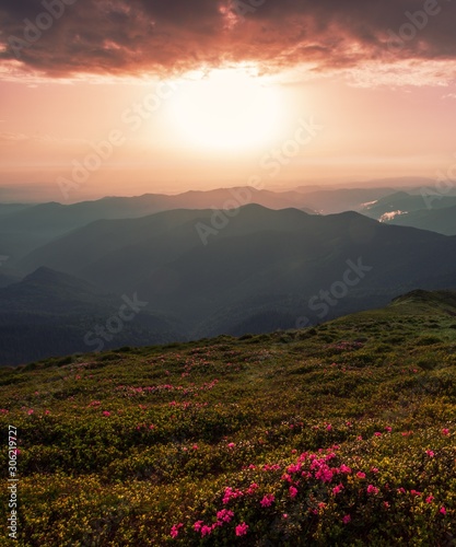  summer sunrise floral image  picturesque morning dawn  pink blooming flowers on the hill of mountains