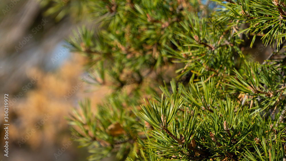 coniferous spruce in the mountains of Zailiysky Alatau coniferous spruce in the mountains of Zailiysky Alatau