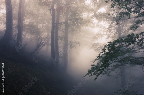 misty foggy dawn landscape, unusual forest scenery , trees among mist ,fantastic fairy scene, wallpaper dramatic background