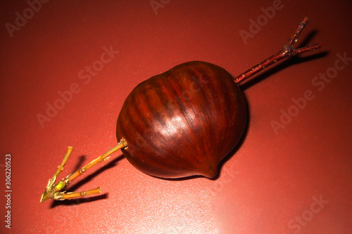 chestnut