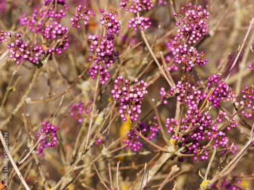 Zweig mit Laubbl  ttern und Fr  chten von liebesperlenstrauch oder callicarpa  Callicarpa giraldii 