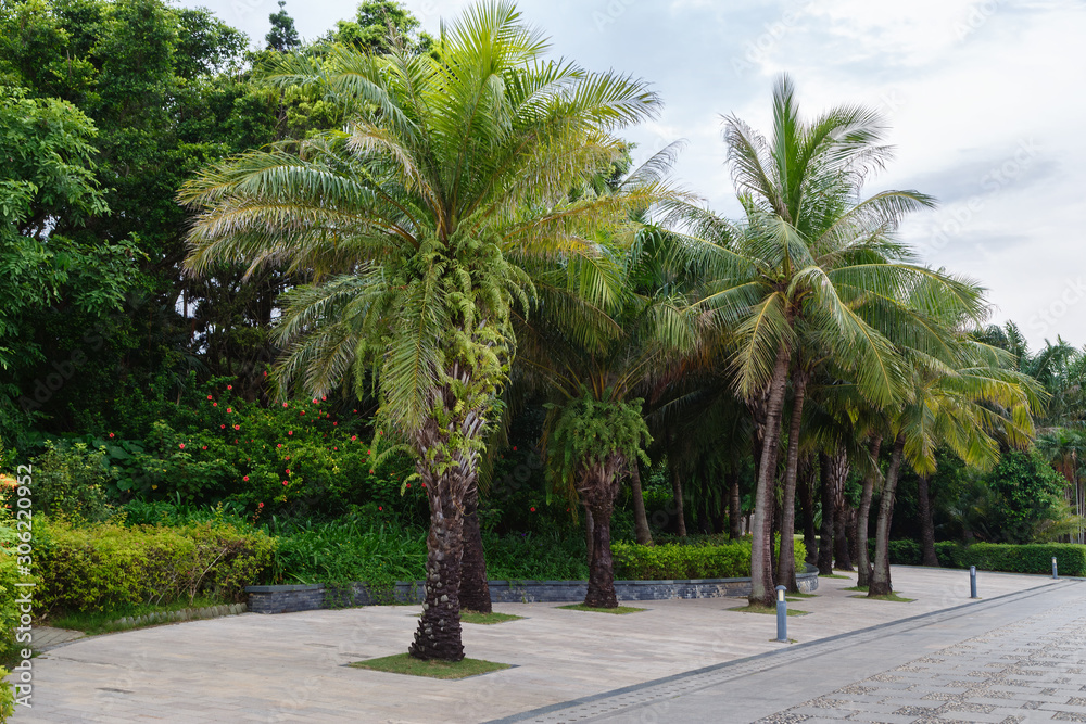 Park with palm trees on the city promenade