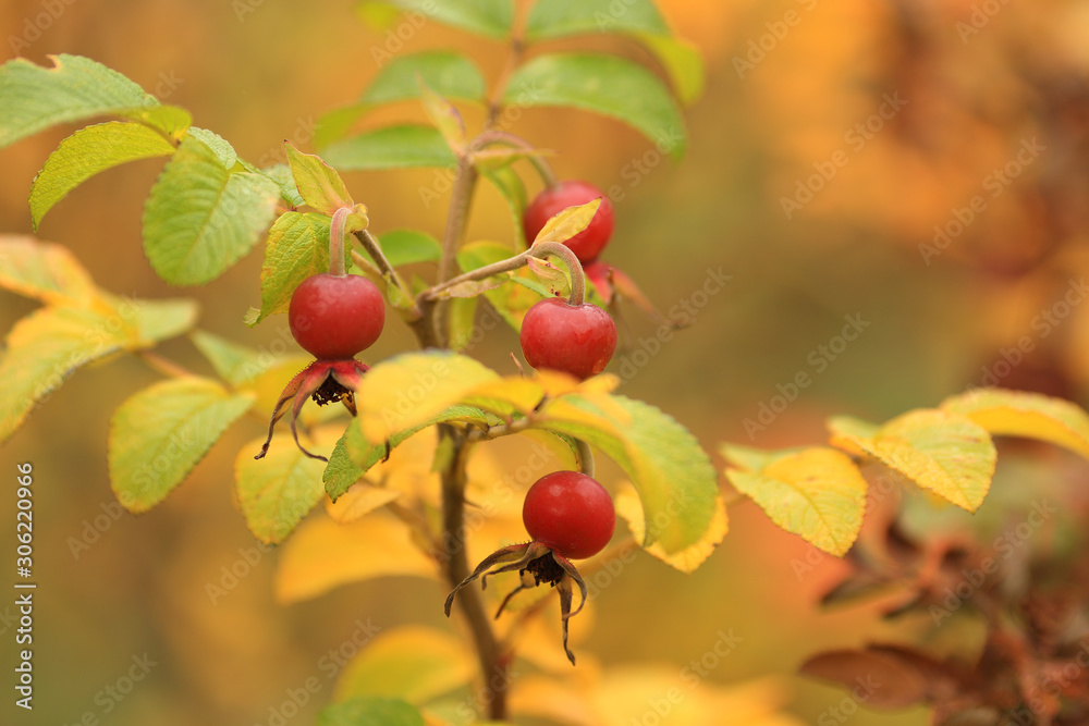 Rosehip berries, close-up, in the autumn in the park. Rosehip berries, close-up, in the autumn in the park.