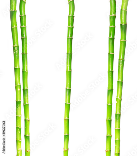 Bamboo isolated on a white background © Pakhnyushchyy