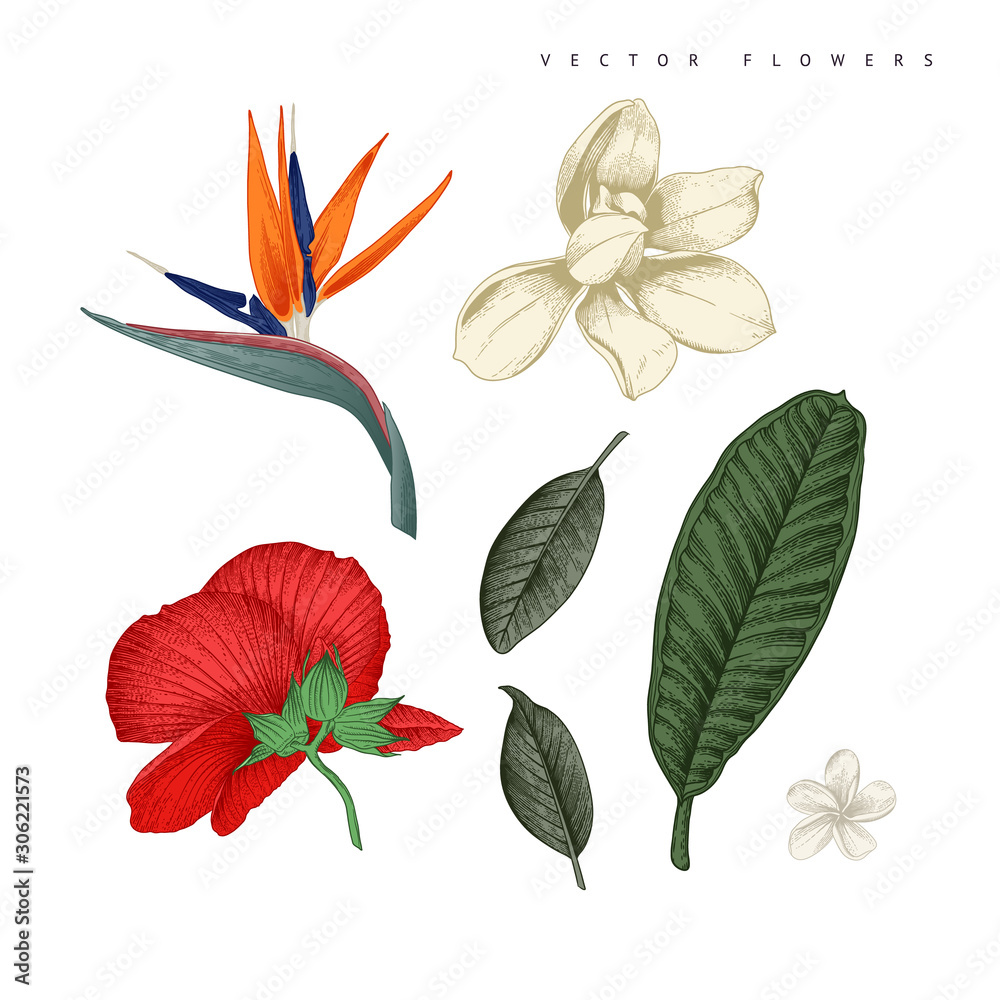 Flowers and leaves, can be used as greeting card, invitation card for wedding, birthday and other holiday and summer background. Botanical art. Vector illustration. Engraving style