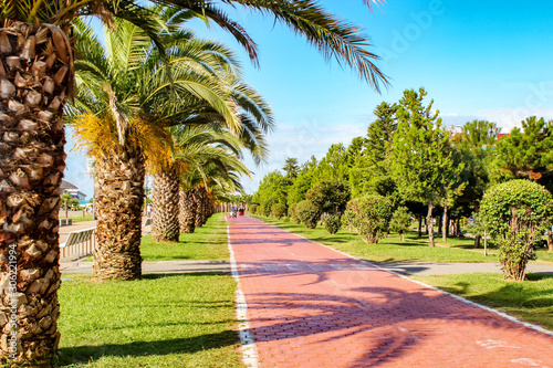 close-up of palm tree in a row