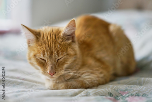 cute yellow brownish kitten in peace, sleeping .