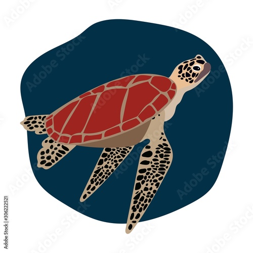 Turtle vector on white background