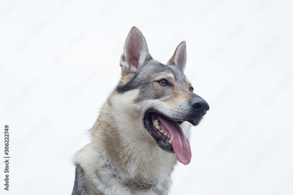 Czechoslovak wolfdog isolated on white background. Pet animals. Czechoslovak wolfdog isolated on white background. Pet animals.