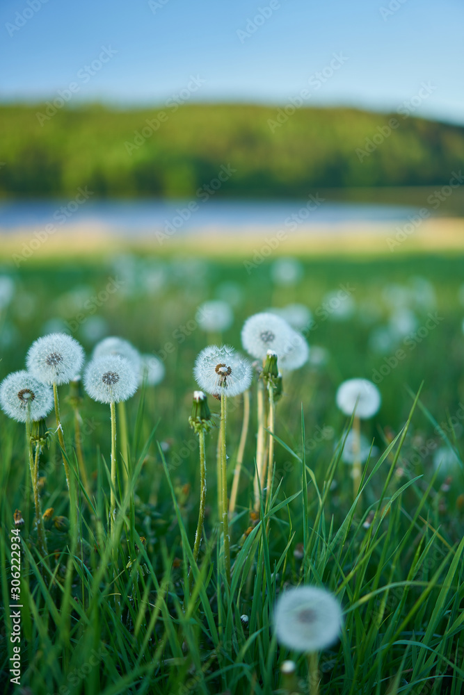 dandelion flower in the soil, natural environment, lake in the background